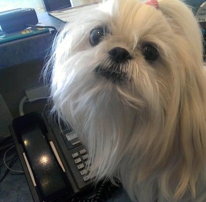 Ms. Muffintop answering phones