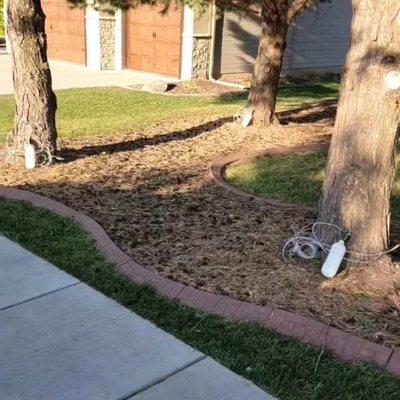 Pesticide injection into Scotch Pine trees