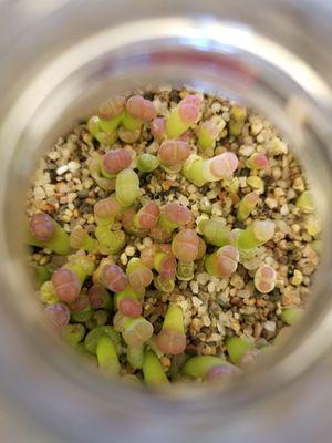 These tiny succulents are in a Solo cup.  The photo was taken through the oepning of top half of a soda bottle cover.