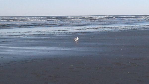 I HAVE BEEN THERE IN THE LAST MONTH AND NO DEAD CRABS ON ROOSEVELT BEACH. THESE GUYS KEEP THE BEACH NICE AND CLEAN.