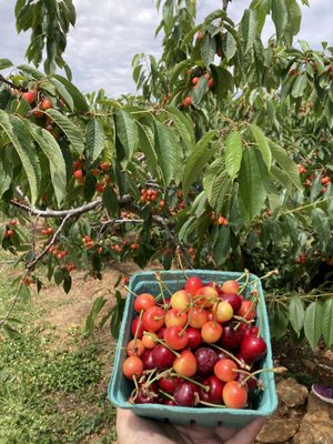 Cherry picking!