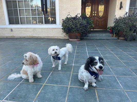 My three adorable dogs after being groomed!!