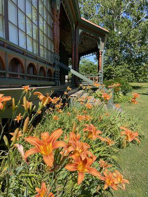 Gorgeous tiger lilies