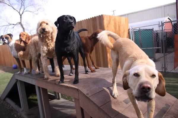 Landry, Sheba, and Trinity in our large dog day care.