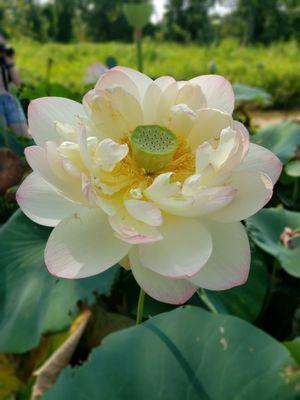 Lotus