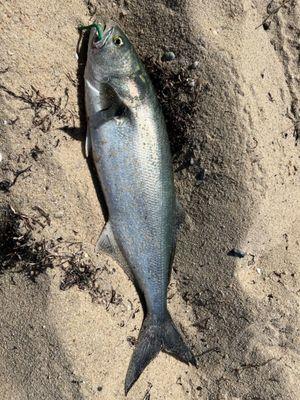 One bluefish for dinner