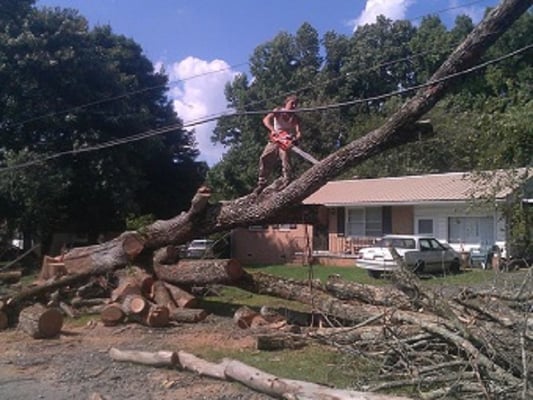 Cutting trees near power lines