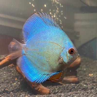 Blue diamond discus