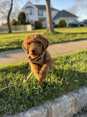 Enzo the week we brought him home