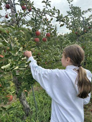 Picking apples in mid October.