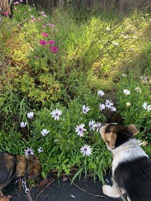 Puppy Batman! Smelling the flowers!