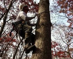 Tree Service