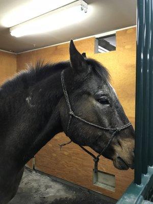 Horse stall