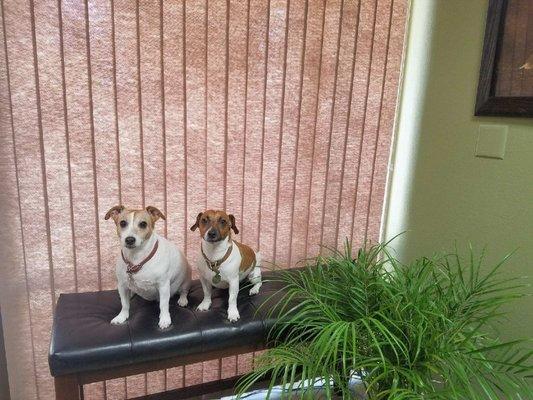 PropVest's Team Mascots, Edward and Bella!