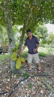 Hubby found the jackfruits