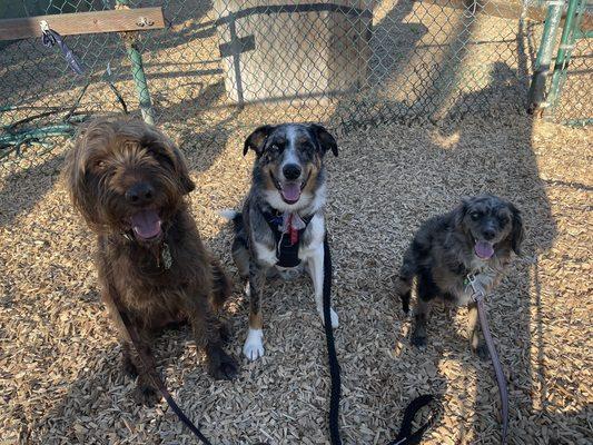 Fun times with friends at the local dog park!