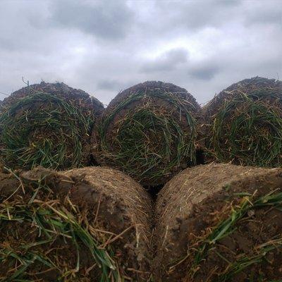 Sod Rolls