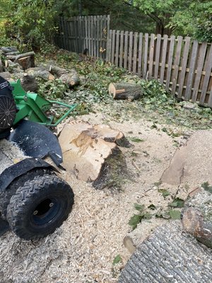 Stump grinding before