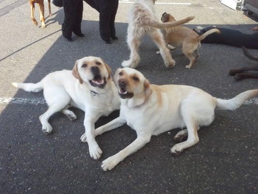 Gunnar and Charlie are littermates and meet twice a week at Scampers.