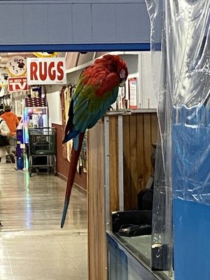 12/31/20 A real beautiful parrot out of his cage at The Pet Store. The pet store looked very clean and the pets look well cared for.