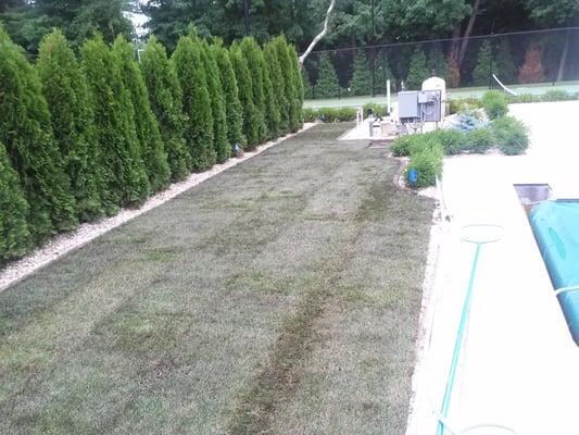 sod installation, new pine trees installed and a deco pea gravel bed installed 