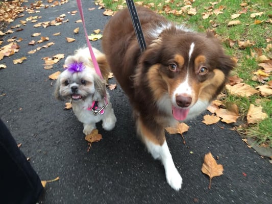 Pack walk.