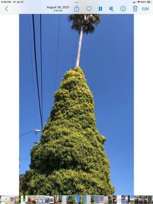 Marin County Arborists