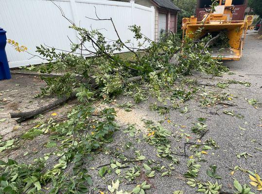 tree trimming service