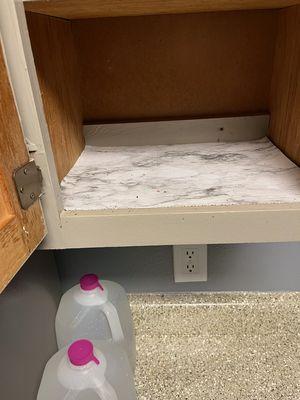 Roach waste in cabinet