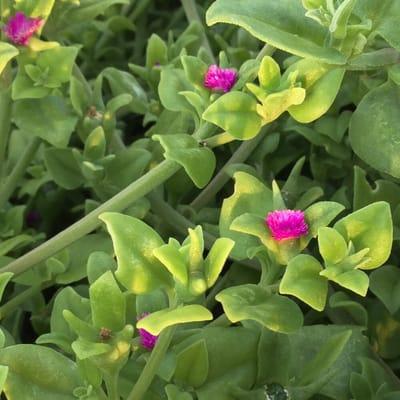 Red apple (Aptenia cordifolia) is a perennial herb aka ice plant. Purple is a shade of red?