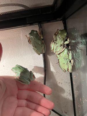 Tree frogs