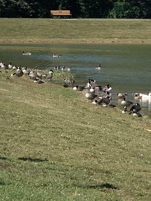 Please don't feed the geese.