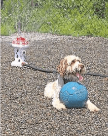 Georgia enjoying the sprinkler at the dog park.