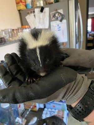 Baby skunk rescue