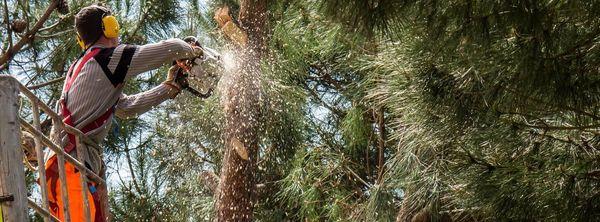 cutting down a tree