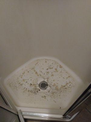 Fecal matter in backed up in shower