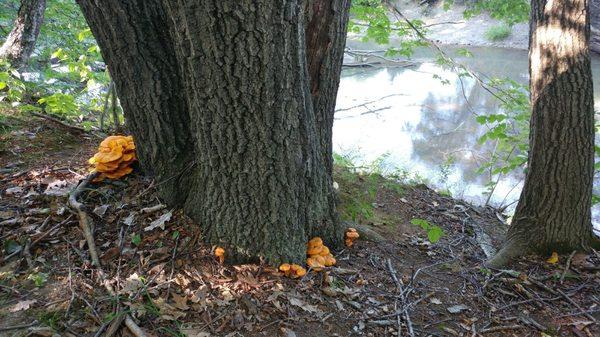 ORANGE MUSHROOMS!