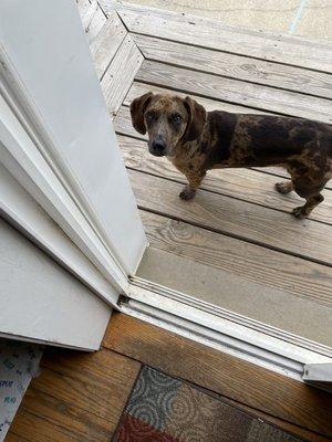 Our little beagle/dachshund mix Dottie