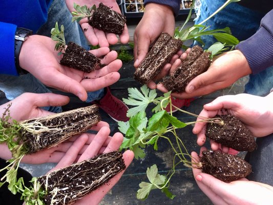 The Wilderness Greenhouse - Diakon Youth Services