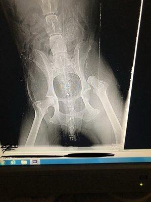 The x-ray done at pinegate.