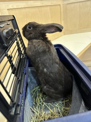 Cinnamon is very curious at the vet