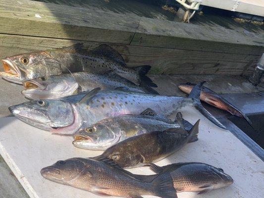 Trout, Spanish mackerel, snapper