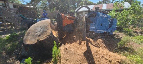 Large Live Oak in Slidell