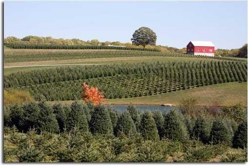 Acres of trees