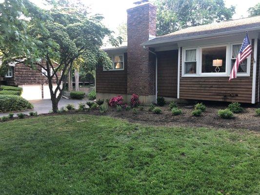 Front bed with rhododendrons, euynonomous, hydrangea, sedum, dwarf cherry laurel and assorted perennials.