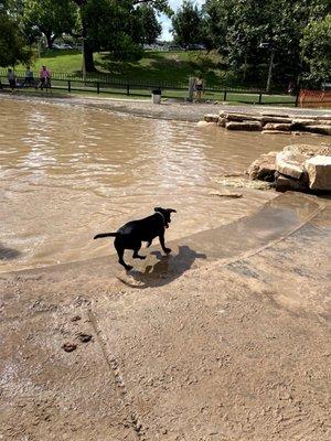 Inside the big dog park