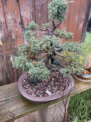 A San Jose Juniper...