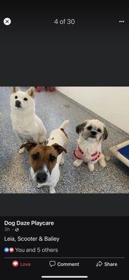 Scooter and her friends at day care!