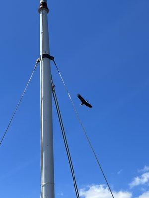 Eagle flying overhead (we saw lots!)