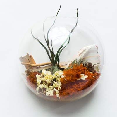 Aeriums and Terrariums